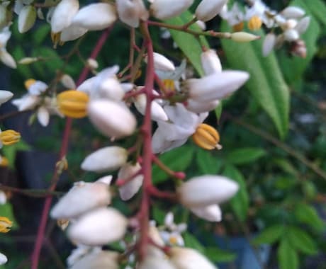 あなたにぴったりな花言葉選びます 可憐な見た目の花、堂々としている花。あなたの花は何かな？。 イメージ2