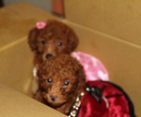 犬の相談　妊娠　出産　子育て　しつけ相談答えます もうすぐ子犬が産まれる、準備は? うちの犬が夜泣きがひどい イメージ1
