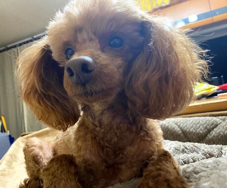 ワンちゃん、ネコちゃんの相談のります 元動物看護師からの目線でお話しします イメージ1