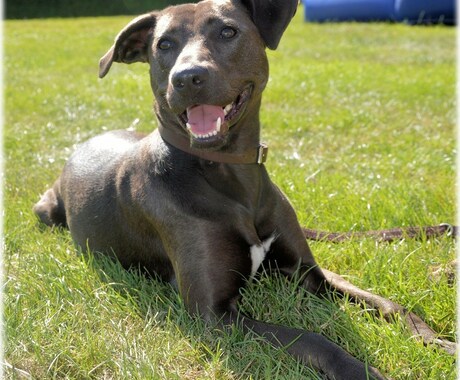 犬猫との暮らしの中での疑問、相談にお答えします 現役獣医師がどんな小さなことでもお答えします！ イメージ2