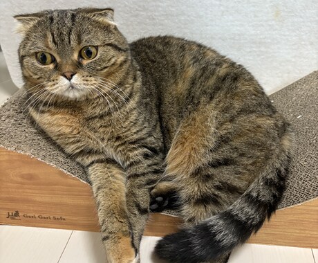 ペット問題に関する記事作成します ペットに関するあれこれについて文章作成します イメージ1