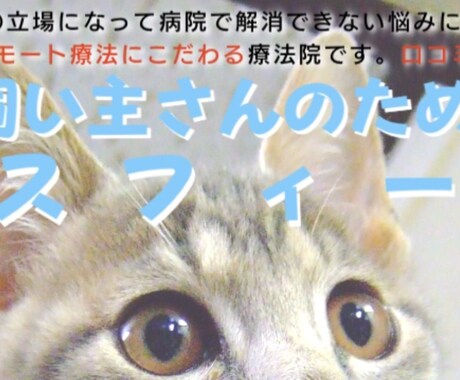 ペットヒーリング気功で元気回復を促します プロペットヒーラーの高レベルのヒーリングが受けられます。 イメージ2