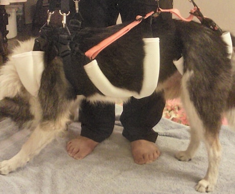 中型の老犬・障害犬の介護ハーネスを製作します 立ち上がり補助や歩行介助の初期から、終末期ケアまで使えます イメージ2