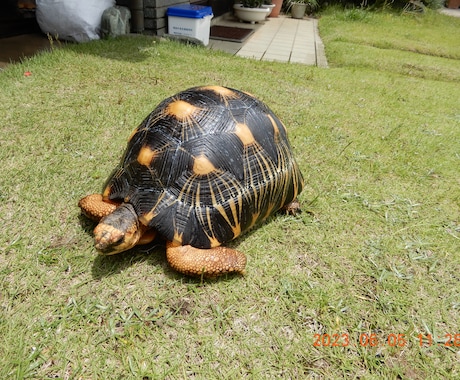 カメ（世界のカメ）のことなんでも相談のります 世界中のカメを飼育してきた私に飼育していてもこれからの方も イメージ1