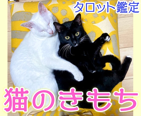 猫ちゃんの気持ち伝えます 愛猫の気持ちをタロットで視ます◆虹の橋を渡った子の鑑定も可 イメージ1