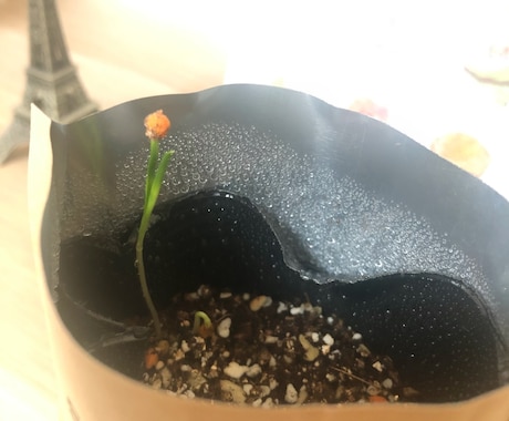 なかなか片付かない場所を片付けるサポートします 重い腰があがらない、やる氣がおきない、でもなんとかしたい方 イメージ2