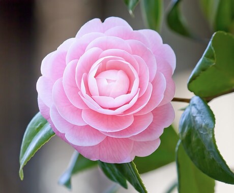 恋✿愛おみくじ　あなたの華やぐ心を応援します あなたがほほえみますように⭐︎༚*願いを込めて引きます イメージ1