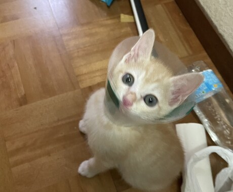 ペットを亡くして行き場のない心癒します ペットを亡くし心に空いた穴、ゆっくり塞いでいきませんか? イメージ1