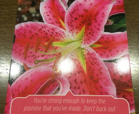 オラクルカードによるリーディングをします お花の写真の、「フラワーセラピーオラクルカード」を使います。 イメージ1