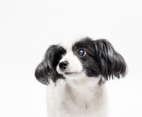 愛犬との家族写真ご自宅でもできます ご自宅でスタジオクオリティの家族写真を。 イメージ1