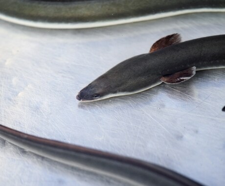 簡単仕掛けで、天然ウナギ釣り方教えます 初めてでも、仕掛け作れて針まで結べ、釣り方まで解説してます イメージ1