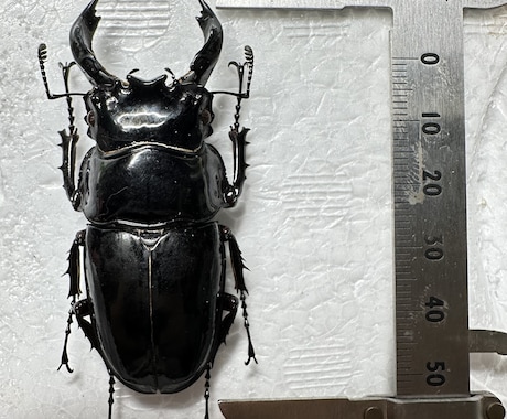 昆虫標本の作成を代行します 屋号名: BOOM INSECT イメージ2