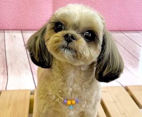出張トリミング塾〜ご自宅へお伺いいたします トリミング技術を学びながら、愛犬がふわふわモコモコに! イメージ2