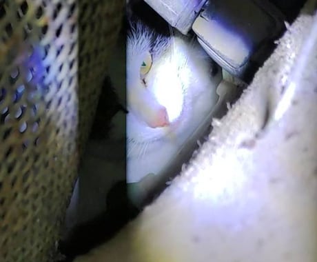 脱走した猫の探し方を状況別に具体的にお伝えします 初動で発見率は大きく変わります。まずは落ち着いて相談を イメージ2