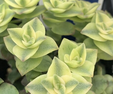 印象に残る季節の草花の写真を提供します 自然の色とりどりの草花で、より鮮やかな日常にします イメージ2