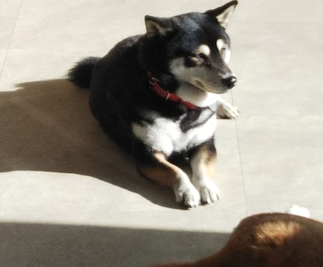 期間限定大切なペットちゃんのお気持ちお伝え致します 普段聞けないペットちゃんのお気持ちをお伝えさせて頂きます。 イメージ2