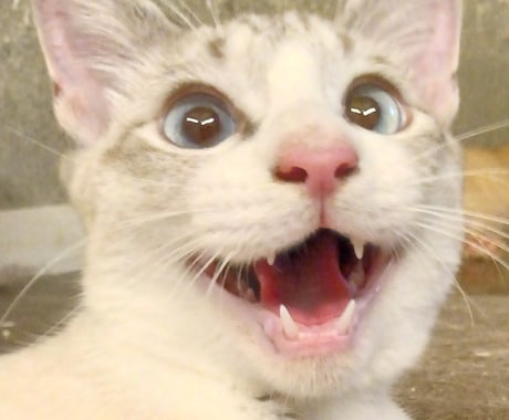 可愛い猫の写真よろしくおねがいします 可愛い猫の写真ですよろしくお願い致します イメージ2