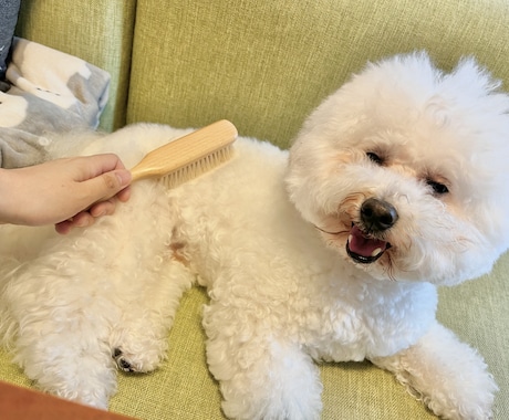 あなたの愛犬に合ったブラッシングをレクチャーします 経験豊富なトリマーによるお手入れオンラインレッスン イメージ2