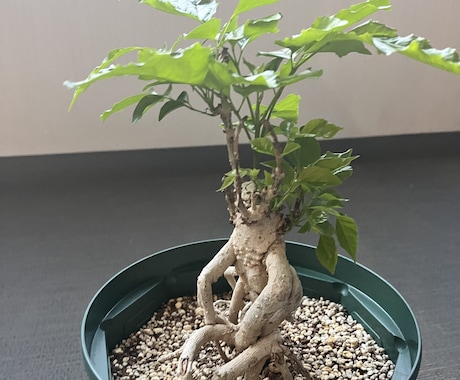 観葉植物などのちょっとした不調も気軽に相談乗ります 葉の変色や水やり方をグリーンアドバイザーがやさしく解決！ イメージ2