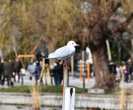 写真・音・動画撮ってきます 写真・動画・編集すべておまかせください！ イメージ2