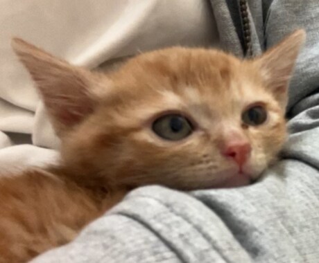 うちの子がいちばん！愛猫の自慢話聞きます 愛猫とのエピソード、特技、猫愛なんでもお話しください イメージ2