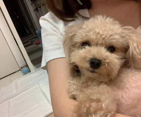 犬について色々教えます ペット関連、主に犬について色々相談にのります。 イメージ1