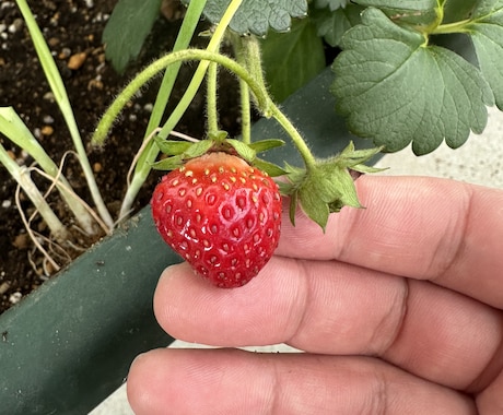 家庭菜園(プランター)の楽しみ方、料理教えます ベランダ菜園5年目。年間10-20種類育て楽しんでます。 イメージ2