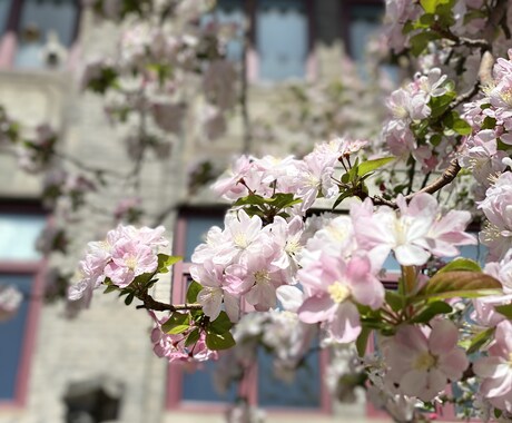 北京大学留学経験者が留学生活相談行います 【留学経験者が解決】北京大学留学の不安を解消します！ イメージ2