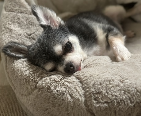 老犬介護方法のご相談承ります 愛玩動物看護師が老犬介護の相談や、お悩みに寄り添います イメージ1