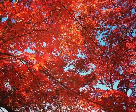 秋の京都観光！教えます 紅葉名所が多数の京都、地元民ならではの選りすぐりの名所紹介！ イメージ1
