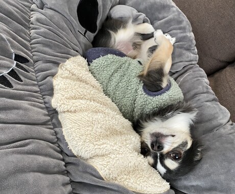 霊感で犬の気持ちをリーディングします 犬専門になりますが、気持ちをリーディングします。 イメージ1