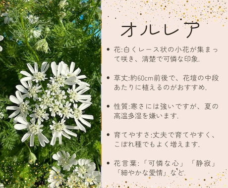 メルカリ出品写真を丁寧に編集＆加工します 背景白抜きや明るさ調整、文字入れなど対応可能。 イメージ2