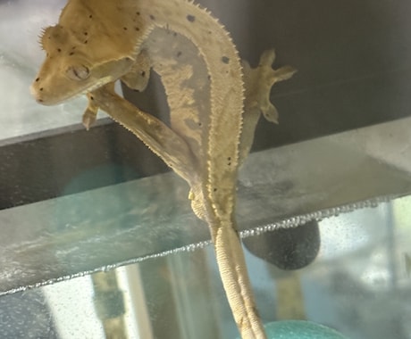 爬虫類愛、語りたい方。ひたすら聞きます 可愛がっているうちの子自慢でも大歓迎です。 イメージ2