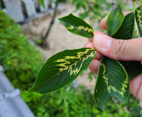 樹木医がオンラインで樹木を診断します 大切な樹の調子が悪い、その「なんで？」にお答えします。 イメージ1