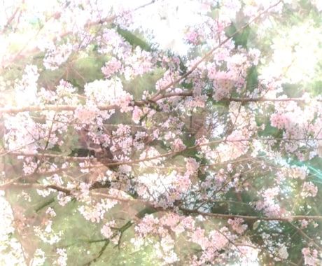 人間より長寿の❀桜の樹その精霊に貴方の幸せ聴きます 万物の一部である貴方♥桜の木からのメッセージ聴いてみませんか イメージ2
