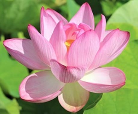 愚痴でも悩みでも。ゆるい関西弁で喋り＆聞きます 知らない人間だからこそ話せる事もあると思う。 イメージ1