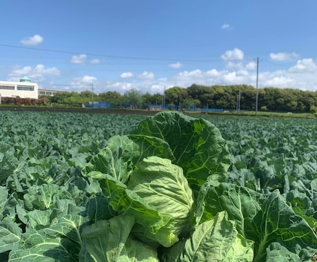 家庭菜園で失敗しにくい野菜作りのコツ教えます 現役農家として年間多品目の野菜を栽培してます イメージ1