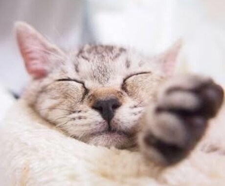 元ペットショップ店員が猫ちゃん飼育の相談にのります 些細なお悩みなんでも解決します! イメージ2