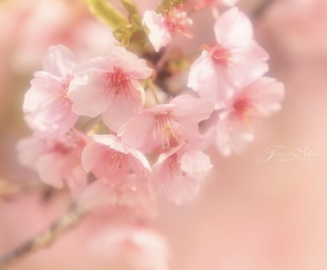 春限定❤️桜花ヒーリングします ✨木花咲耶姫様からのメッセージ付き イメージ1