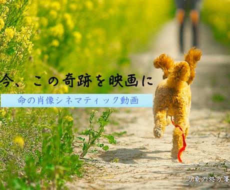 ペットに寄り添う映像セッションを提供します 共に生きる奇跡を、時を超えて語り継ぐ一本の映画に イメージ1