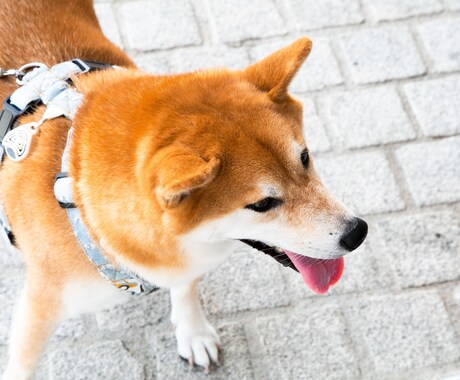 気軽に1000円で占いたい方向けに占います 手軽に占いたい方はこちらからお願いします イメージ1