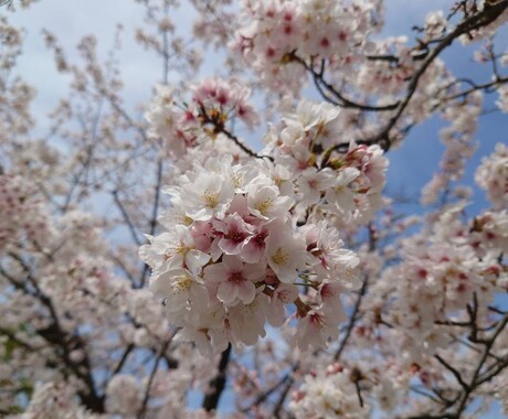 難関受験、試験の勉強法助言とメンタル形成をします メンタルのアプローチから受験や資格試験の合格をサポートします イメージ1