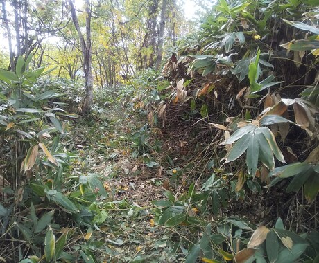 北海道の土地、建物の調査承ります 原野商法で購入した土地の場所を特定し、現地調査いたします。 イメージ2