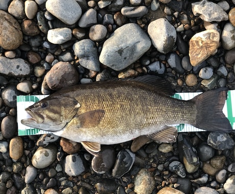 信濃川特化！スモールマウスバスの釣り方教えます 信濃川に特化したノウハウ、ポイント、タックス全て教えます イメージ1