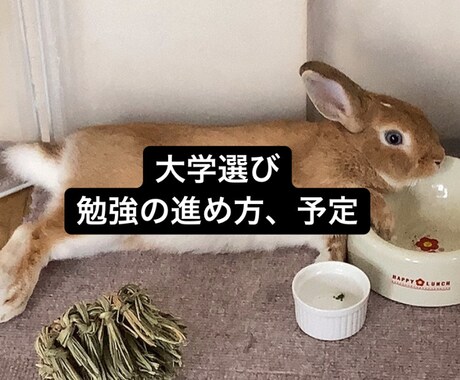 受験勉強or大学選びの相談乗ります 塾講師４年目、大学選びの参考や、勉強の進め方などどうぞ！ イメージ1