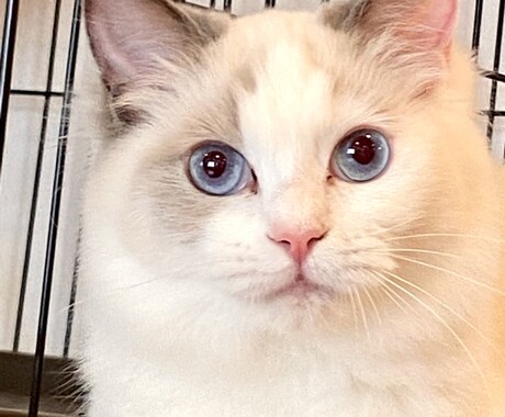 猫の保護、啓発など猫のこと全般のご相談に応じます 猫カフェ、ブリーダー、地域猫活動などの経験を活かしたいです。 イメージ2