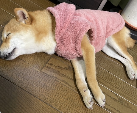 極小豆柴の写真を売ります 2歳の可愛い柴犬をお好みのアングルで撮ります！ イメージ2