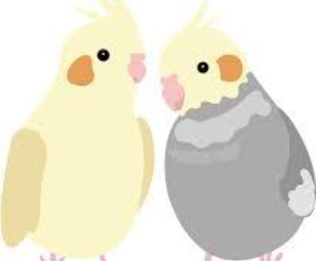 インコ飼育の相談のります 小・中型の多頭飼いのメリット・デメリットなどなど イメージ1