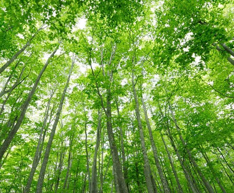 現役保健師が精神疾患、発達障害等の相談に乗ります 生きづらさ、困りごと、もやもやなど、専門職が相談に乗ります イメージ1
