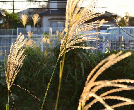 漢方に関するご相談伺います 漢方や中医学の知恵を生かしたご相談！ イメージ1